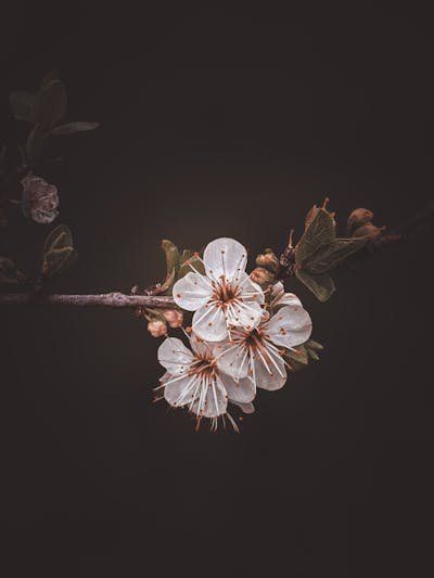 L'art de la photographie : explorez des œuvres exclusives